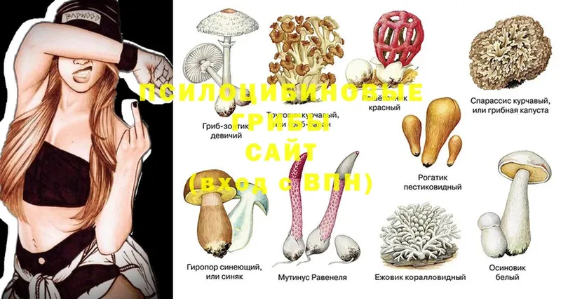 где найти   Нефтекамск  Галлюциногенные грибы MAGIC MUSHROOMS 